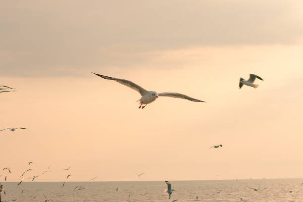 istock Brown-headed gull is flying on the sky 1140933113