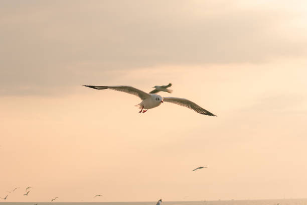 istock Brown-headed gull is flying on the sky 1140933116