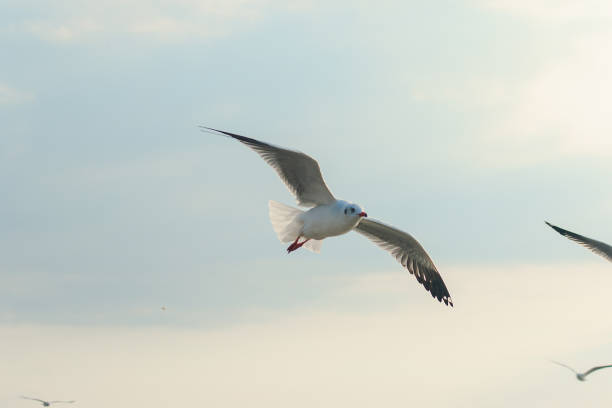 istock Brown-headed gull is flying on the sky 1140933121
