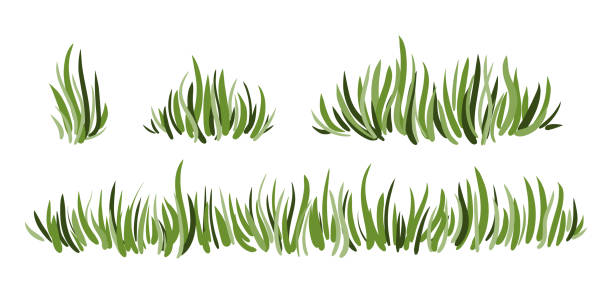 ilustrações de stock, clip art, desenhos animados e ícones de hand drawn green grass set isolated on white background. - arbusto ilustrações