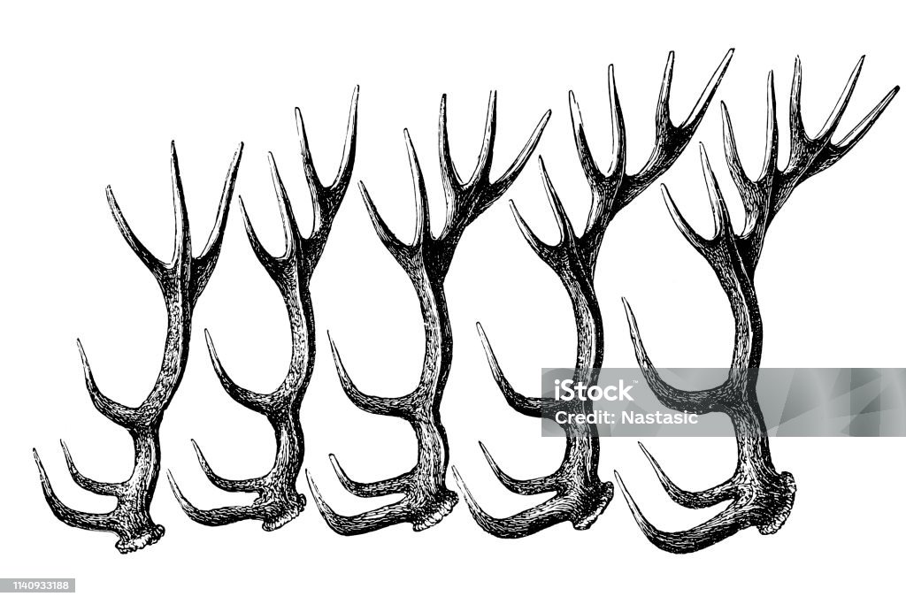 Deer antler Illustration of a Deer antler Engraving stock illustration