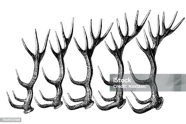 Deer Antler Stock Illustration - Download Image Now - Engraving, Stag, Antler