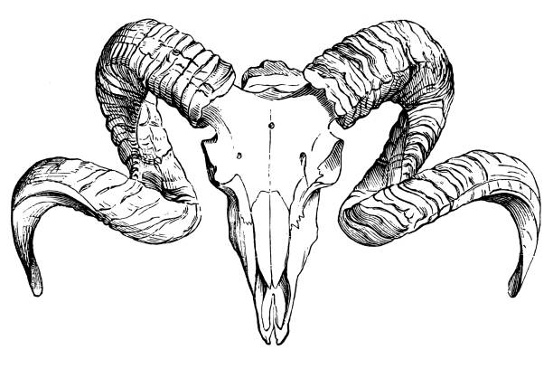 illustrazioni stock, clip art, cartoni animati e icone di tendenza di teschio di ariete - goat skull