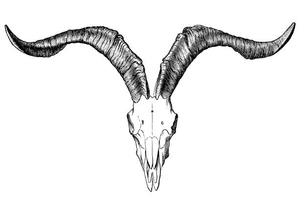 illustrations, cliparts, dessins animés et icônes de crâne de chèvre - goat skull