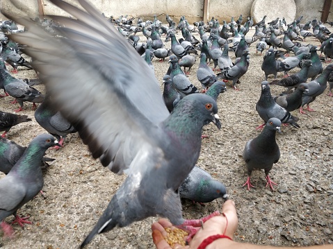 Close-up of Pigeons feeding