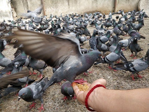 Close-up of Pigeons feeding