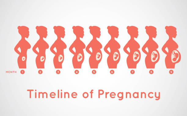 Timeline of Pregnancy infographic icon design, medical vector illustration vector art illustration
