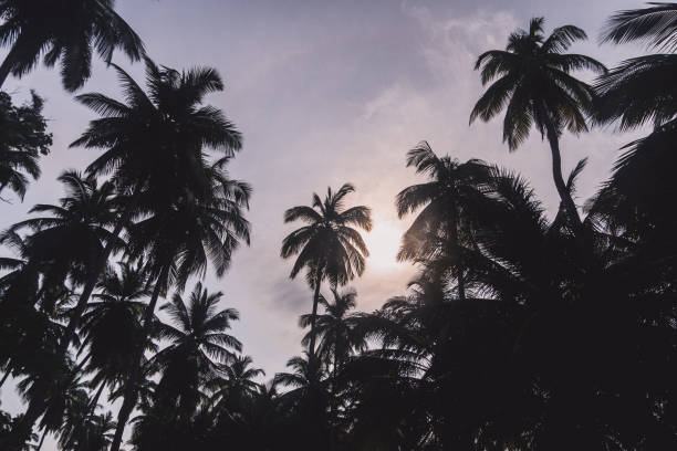 istock branches of coconut palms under blue sky 1140939475