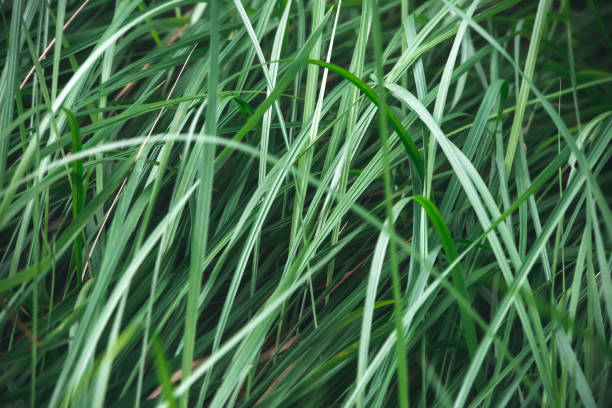 istock water drops on grass in nature. macro 1140939480