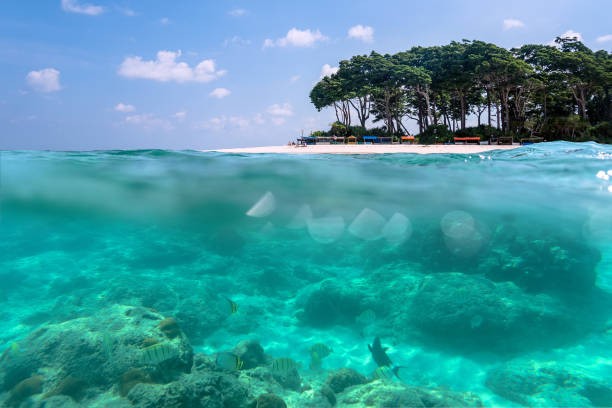 istock Over-under view of a tropical beach with lush tropical tree 1140939544