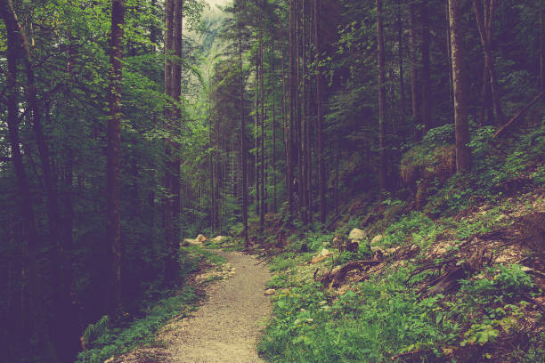 istock Walk in deep forest of Hallstatt, Austria, Europe 1140940624