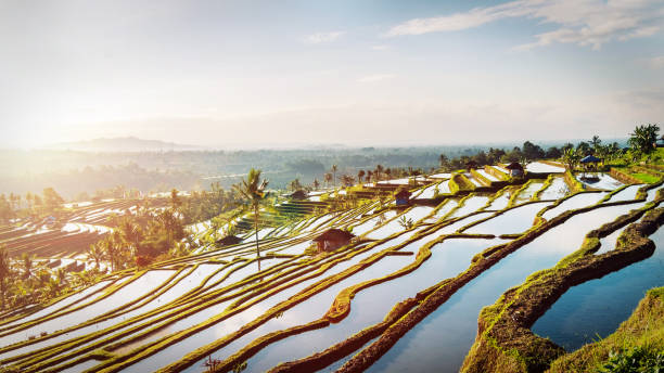 발리 라이스 테라스. - bali indonesia rice paddy rice 뉴스 사진 이미지
