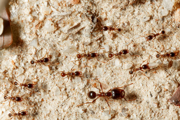 The ant is close-up. stock photo
