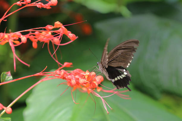 istock Butterfly in nature. Butterfly. Nature at hk 1140943983
