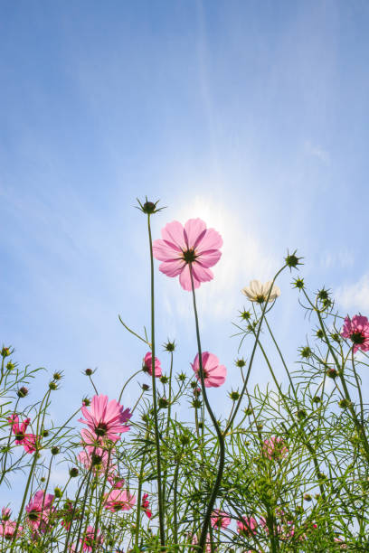 istock Low Angle View Of Pink Flowering Plants Against Sky 1140946403