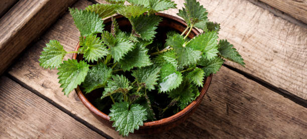 istock Bunch of common nettles 1140946628