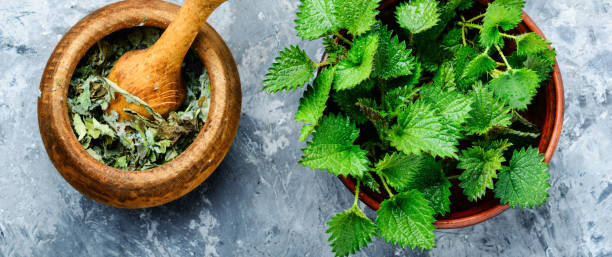 istock Bunch of common nettles 1140946642