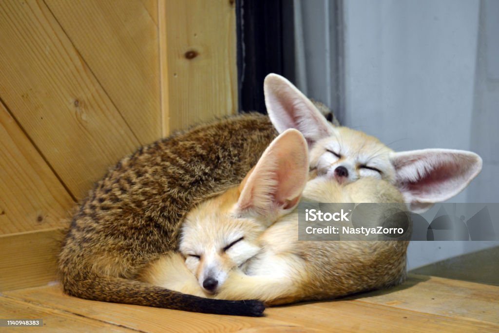 Wild animals - fennec kitten sleep Two little fennec kitten sleep together in the contact zoo in Asia, Thailand. Another little animal came to hug them. Cute photo of the wild animals indoors. Fennec Fox Stock Photo