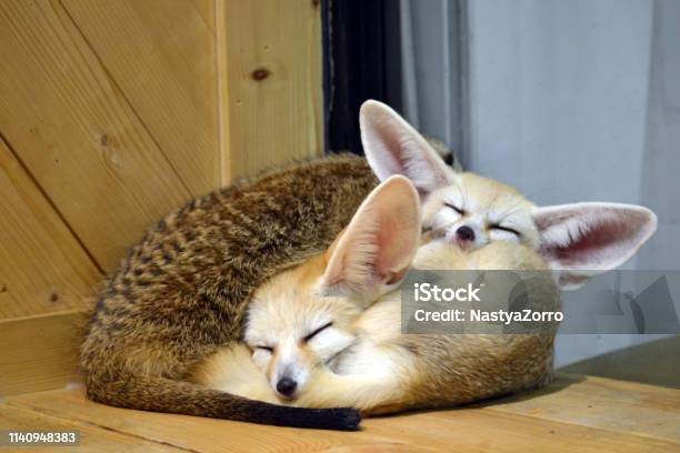 Wild Animals Fennec Kitten Sleep Stock Photo - Download Image Now - Fennec Fox, Animal, Animal Body Part