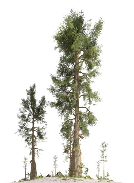 istock Trees of the mesozoic era isolated on white background 3D illustration 1140948498