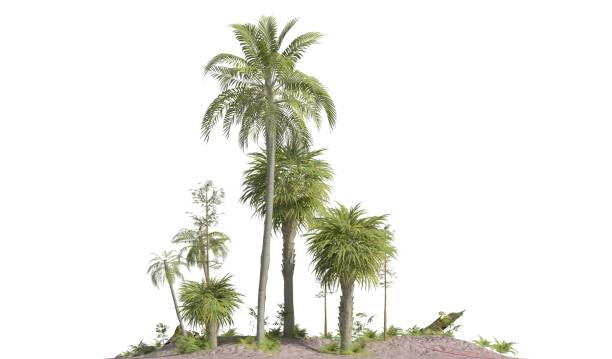 istock Trees of the mesozoic era isolated on white background 3D illustration 1140948556
