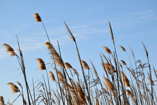 istock view of plants in the wind against a blue sky background 1140951449