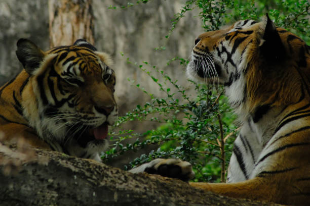 istock tigers in the zoo 1140951605