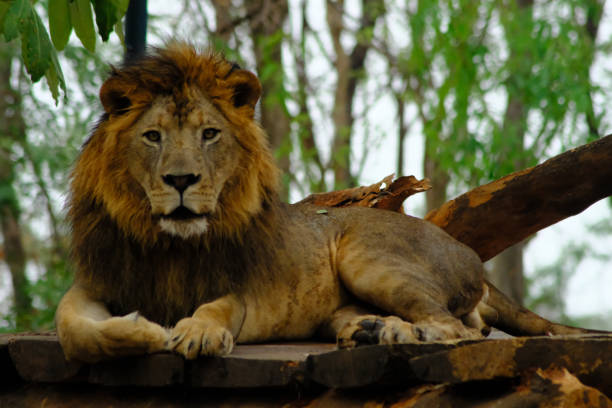 istock Lion in the zoo 1140951685