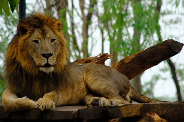 istock Lion in the zoo 1140952289