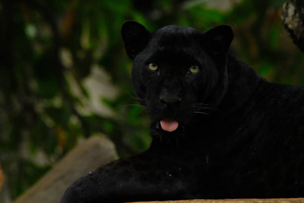 istock tigers in the zoo 1140952370