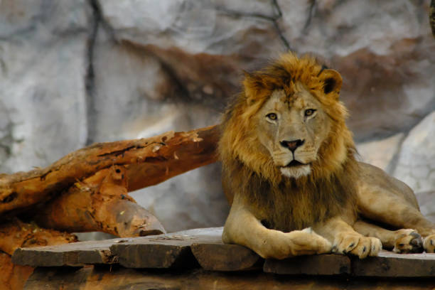 istock Lion in the zoo 1140952426