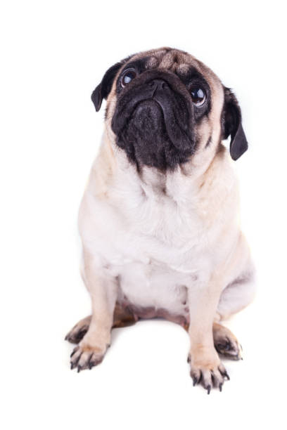 istock Sad dog pug sits and looking up. Isolated 1140952435