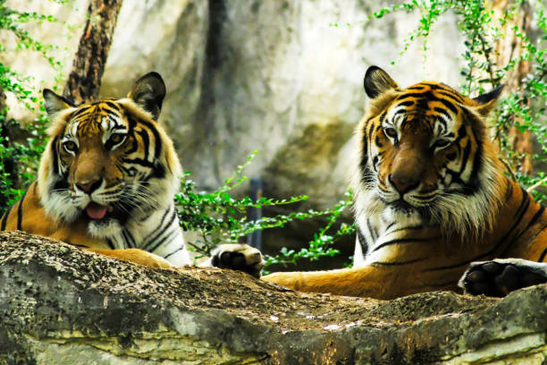 istock tigers in the zoo 1140952562