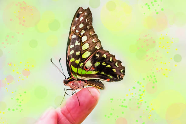 istock Tropical butterfly on a beautiful delicate background blur sitting on a woman's finger 1140952601