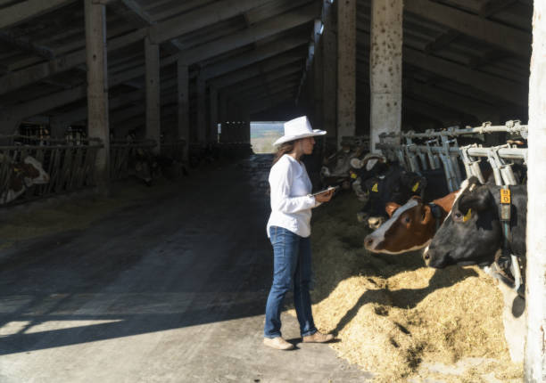 istock A Modern Woman Farmer with Digital Tablet Examining Diary Farm Cows While Grazing in a Barn. Livestock Ranch. Modernisation of a production process. Woman Veterinarian 1140952614