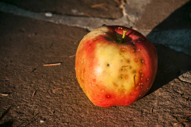 Organic late summer red and yellow apple variety fruit closeup on stone slabs surface