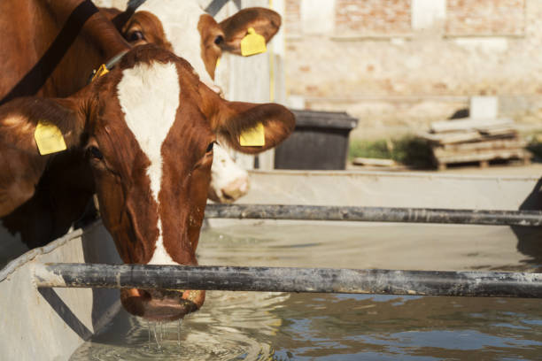 istock Diary Farm Cows in a Row Grazing in a Barn. Livestock Ranch. 1140952635