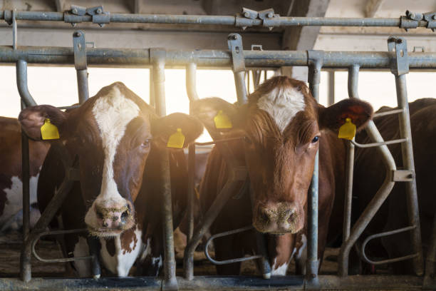 Diary Farm Cows in a Row Grazing in a Barn. Livestock Ranch.