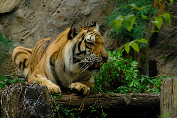 istock tigers in the zoo 1140952711