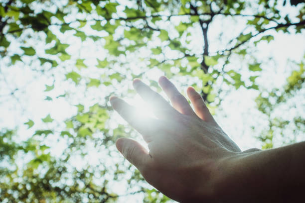 istock Sunlight through human fingers in forest 1140952766
