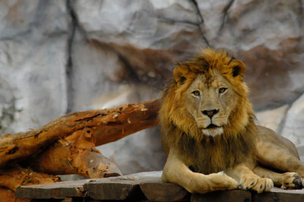 istock Lion in the zoo 1140952879