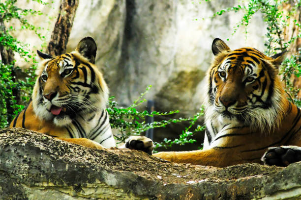 istock tigers in the zoo 1140953623