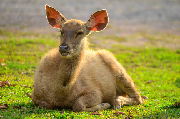 istock The brown deer is walking on the grassland. 1140953654