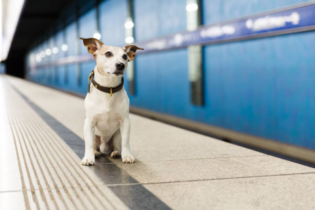 鉄道駅で飼い主を待っている犬 - dog street loneliness solitude ストックフォトと画像