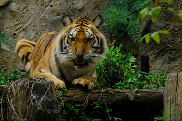istock tigers in the zoo 1140954004