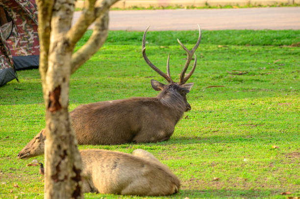 istock The brown deer is walking on the grassland. 1140954022