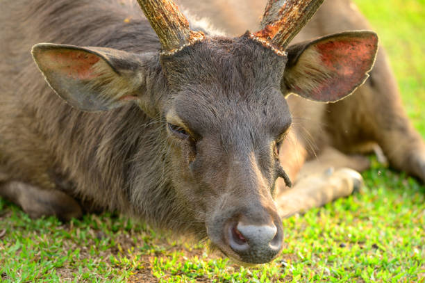 The brown deer is walking on the grassland.