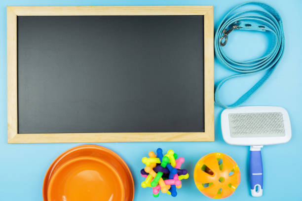istock Blank blackboard with pet accessories on color background 1140954748