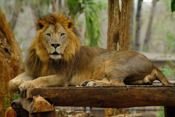 A big lion lies on a wooden platform on a rocky hill in the zoo. with stones in the background