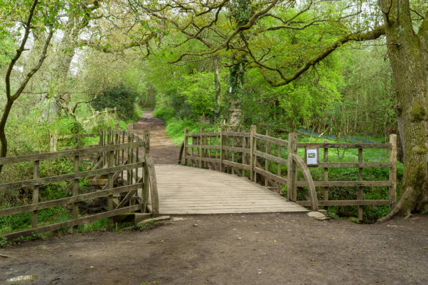 Pooh Sticks bridge on the Ashdown Forest Sussex, England Pooh Sticks bridge made famous by the author A.A. Milne in the Winnie the Pooh children’s books, located on the Ashdown Forest, Sussex, England, UK ashdown forest photos stock pictures, royalty-free photos & images